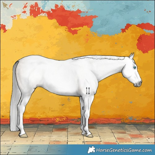 Horse Color:Gray Brown Dun Splash 