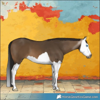 Horse Color:Gray Brown Dun Splash 