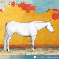 Horse Color:Gray Brown Dun Splash 