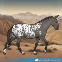 Horse Color:Grullo Appaloosa 