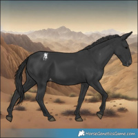 Horse Color:Black Appaloosa 