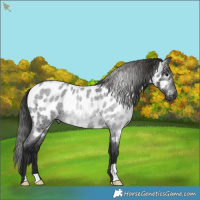 Horse Color:Gray Blue Roan Appaloosa Rabicano 