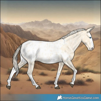 Horse Color:Palomino Dun Splash Appaloosa 