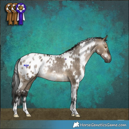 Horse Color:Gray White Spotted Brown Dun Appaloosa Rabicano 