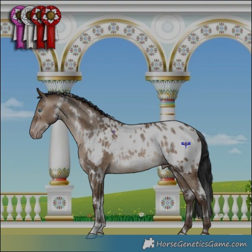 Horse Color:Gray White Spotted Sable Champagne Dun Appaloosa Rabicano 