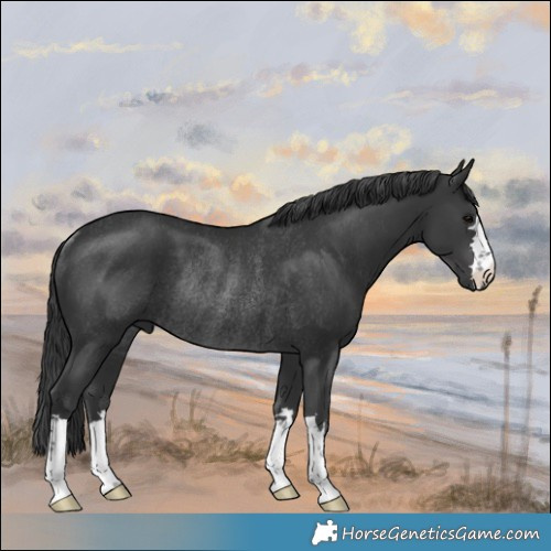 Horse Color:Black Rabicano 