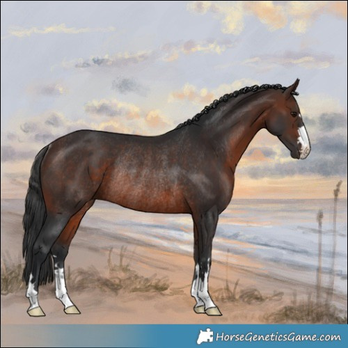 Horse Color:Brown Rabicano 