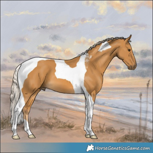 Horse Color:Palomino Tobiano 
