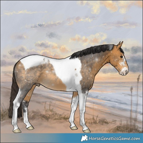 Horse Color:Buckskin Sabino Tobiano 