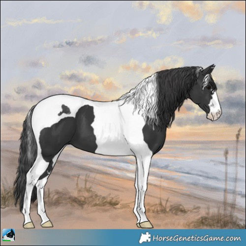 Horse Color:Black Tobiano 