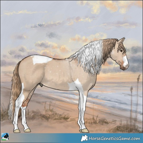 Horse Color:Red Dun Tobiano 
