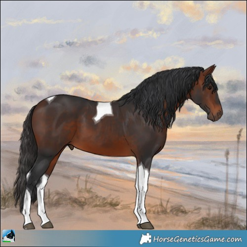 Horse Color:Bay Tobiano 