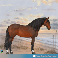 Horse Color:Bay 