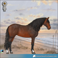 Horse Color:Bay 