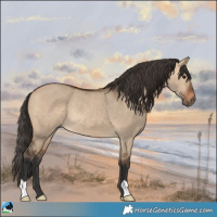 Horse Color:Bay Dun Rabicano 