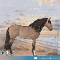 Horse Color:Bay Dun Rabicano 