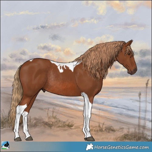 Horse Color:Chestnut Tobiano Rabicano 