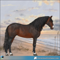Horse Color:Bay 
