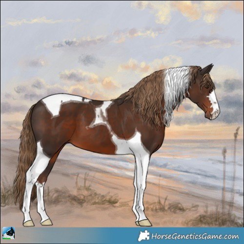 Horse Color:Liver Chestnut Tobiano 
