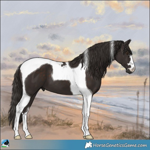 Horse Color:Liver Chestnut Tobiano 
