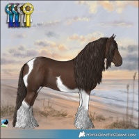 Horse Color:Liver Chestnut Tobiano 