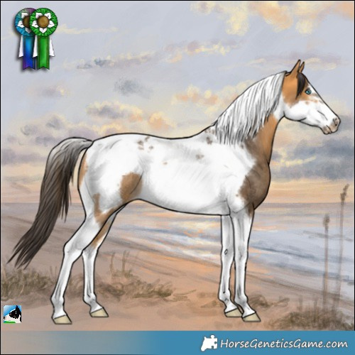 Horse Color:Buckskin Tobiano Frame Rabicano 