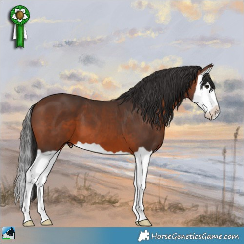 Horse Color:Brown Splash 