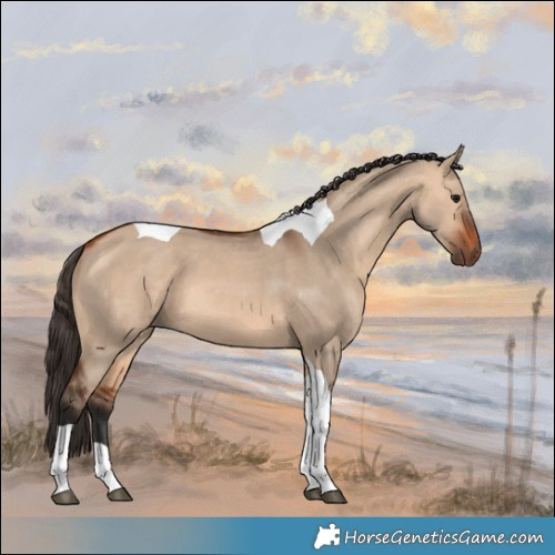 Horse Color:Bay Dun Tobiano