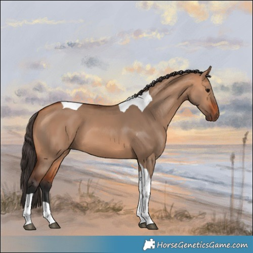 Horse Color:Bay Dun Tobiano 