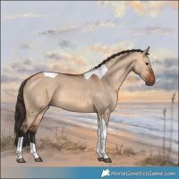 Horse Color:Bay Dun Tobiano 