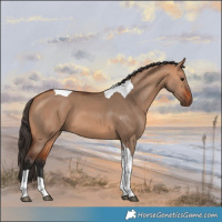 Horse Color:Bay Dun Tobiano