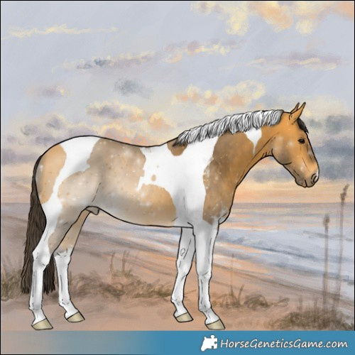 Horse Color:Buckskin Tobiano 