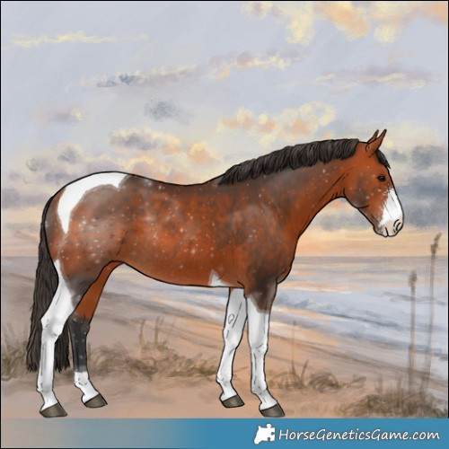 Horse Color:Bay Sabino Tobiano Rabicano 