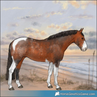 Horse Color:Bay Sabino Tobiano Rabicano