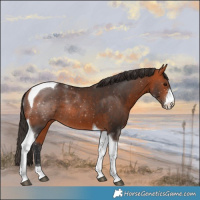 Horse Color:Bay Sabino Tobiano Rabicano