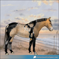Horse Color:Buckskin Ice Tobiano Rabicano 