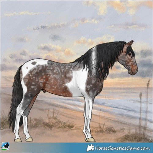 Horse Color:Bay Ice Tobiano Rabicano 