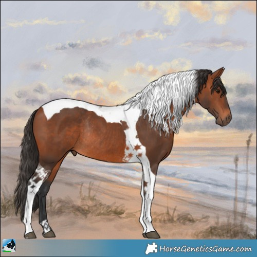 Horse Color:Bay Tobiano Rabicano 