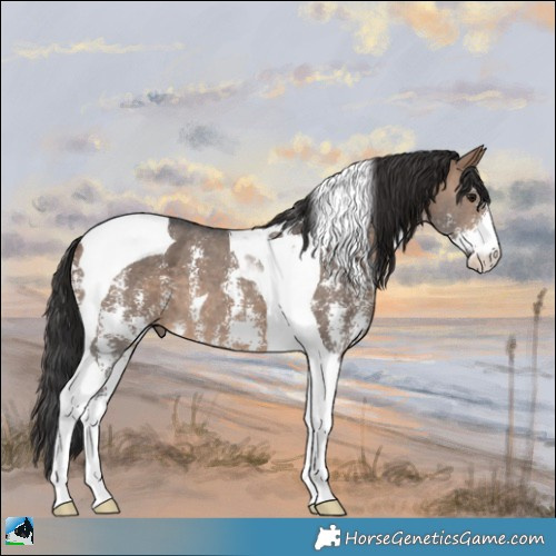 Horse Color:Brown Dun Sabino Tobiano 