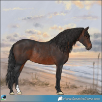 Horse Color:Brown Rabicano 