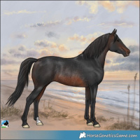 Horse Color:Brown Rabicano 