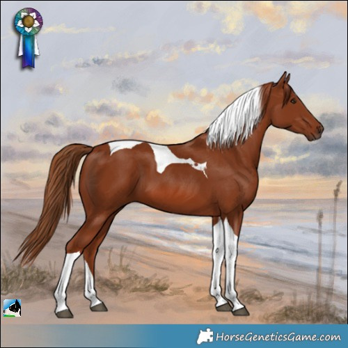 Horse Color:Chestnut Tobiano