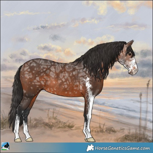 Horse Color:Brown Ice Sabino Rabicano 