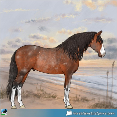 Horse Color:Bay Rabicano 
