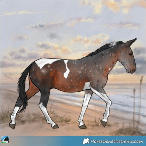 Horse Color:Brown Tobiano 