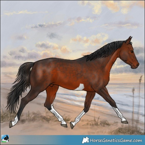 Horse Color:Brown Tobiano 