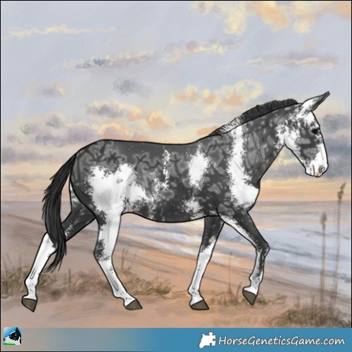 Horse Color:Black Ice Sabino Rabicano 