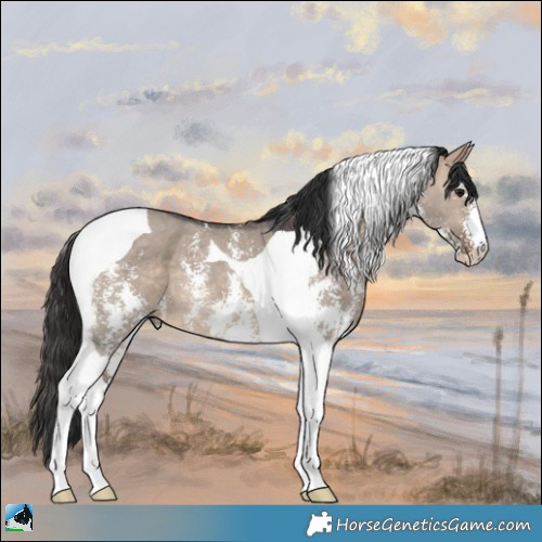 Horse Color:Brown Dun Sabino Tobiano 
