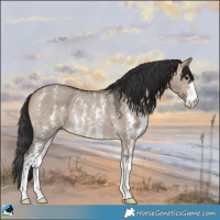 Horse Color:Brown Dun Sabino Rabicano 