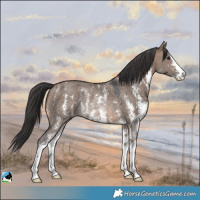 Horse Color:Brown Dun Sabino Rabicano